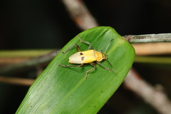 Chauliognathus plicatus