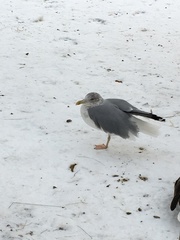 Larus argentatus argentatus