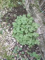 Oxalis dillenii