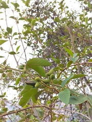 Alnus acuminata
