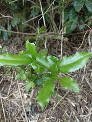 Berberis negeriana