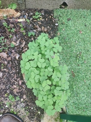 Oxalis dillenii