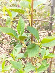 Alnus acuminata