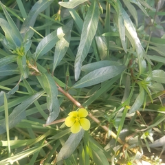 Ludwigia adscendens diffusa