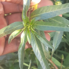 Ludwigia adscendens diffusa