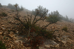 Pistacia terebinthus