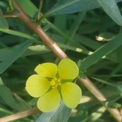 Ludwigia adscendens diffusa