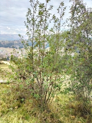Alnus acuminata