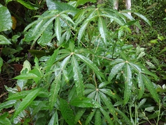 Vasconcellea palandensis