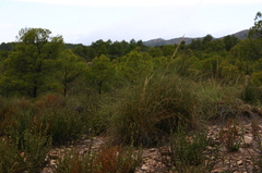 Macrochloa tenacissima