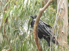 Corvus rhipidurus
