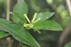 Peddiea africana