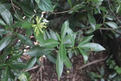 Peddiea africana
