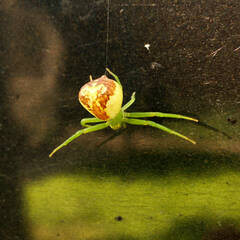 Ebrechtella tricuspidata