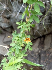 Tropaeolum ciliatum
