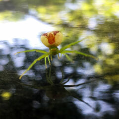 Ebrechtella tricuspidata