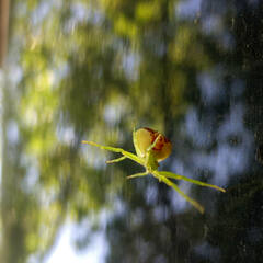 Ebrechtella tricuspidata