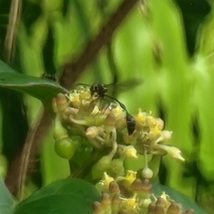 Parischnogaster nigricans