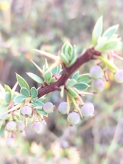 Berberis