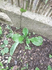 Lactuca virosa