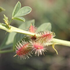 Glycyrrhiza echinata