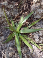 Agave funkiana