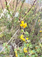 Berberis