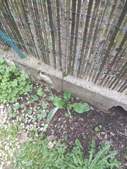 Lactuca virosa