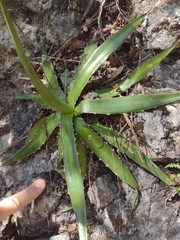 Agave funkiana