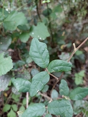 Boquila trifoliolata