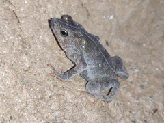 Rhinella margaritifera