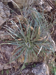 Hechtia