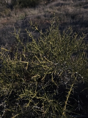 Adolphia californica