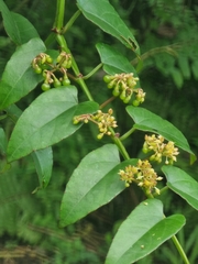 Cissus hastata