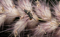 Coccinella transversalis