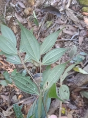 Cinnamomum subavenium