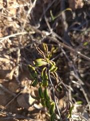 Pellaea andromedifolia pubescens