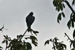 Patagioenas flavirostris