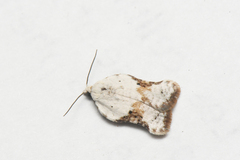 Acleris subnivana