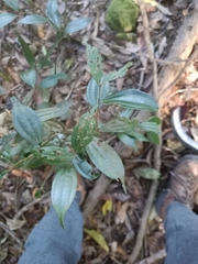 Cinnamomum subavenium