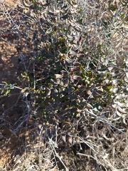 Pellaea andromedifolia pubescens