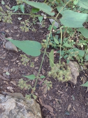 Koanophyllon longifolium