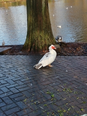 Cairina moschata domestica