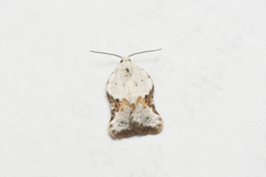 Acleris subnivana