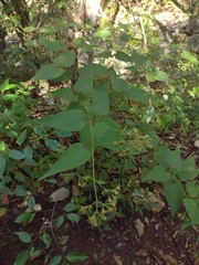 Koanophyllon longifolium