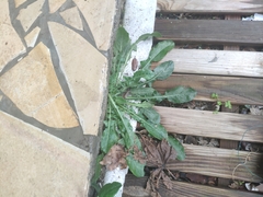 Crepis sancta