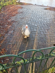 Cairina moschata domestica
