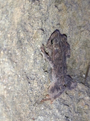 Rhinella margaritifera
