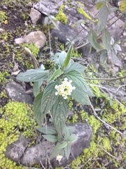 Lantana achyranthifolia