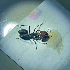 Camponotus singularis